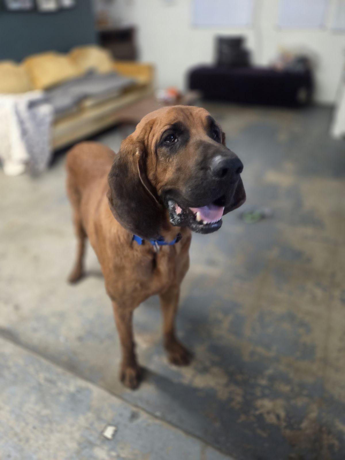 Whiskey, Adoptable, Senior Male Bloodhound.