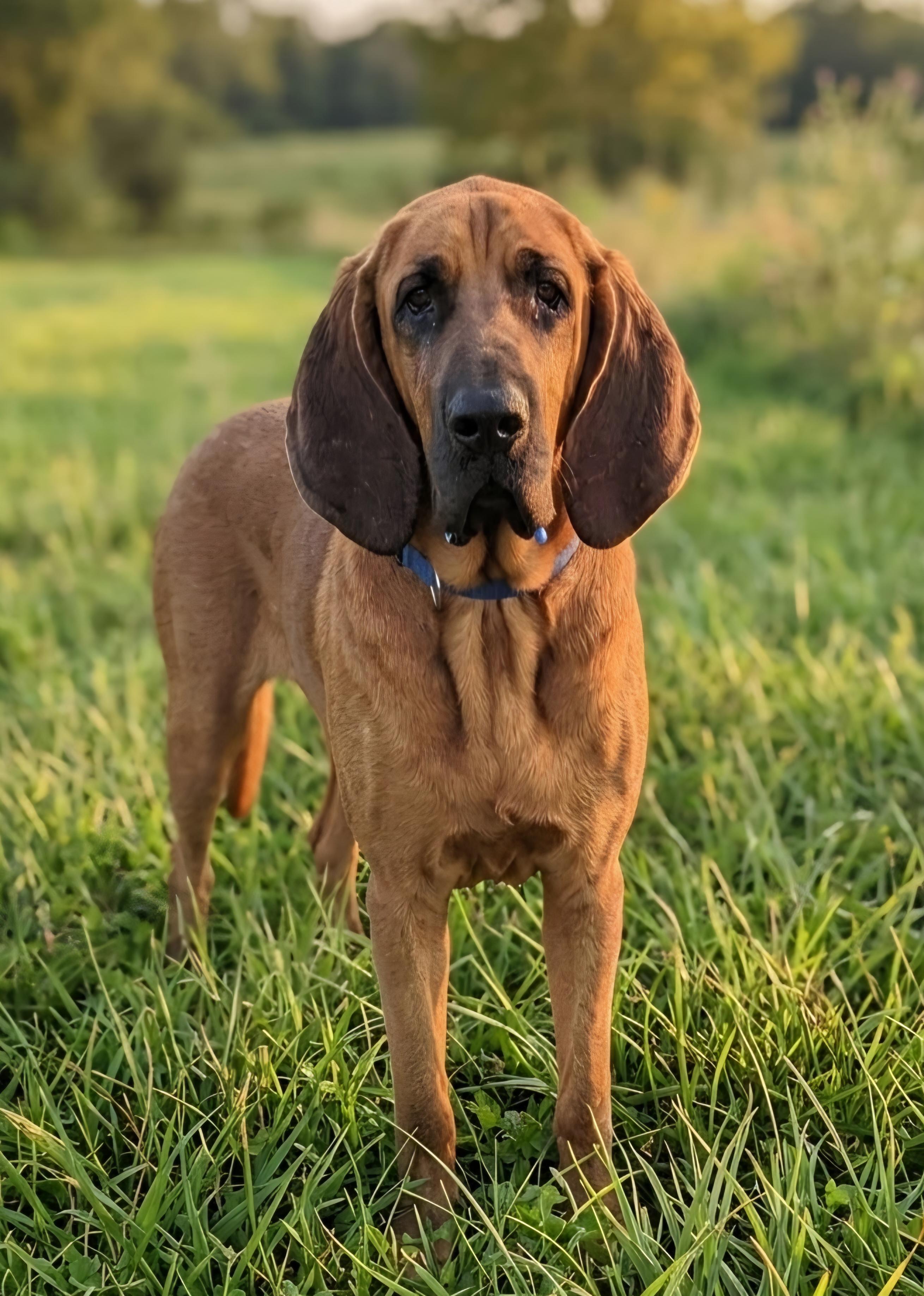 Enlarge Whiskey, a Adoptable Bloodhound in TULSA, OK image 2/6