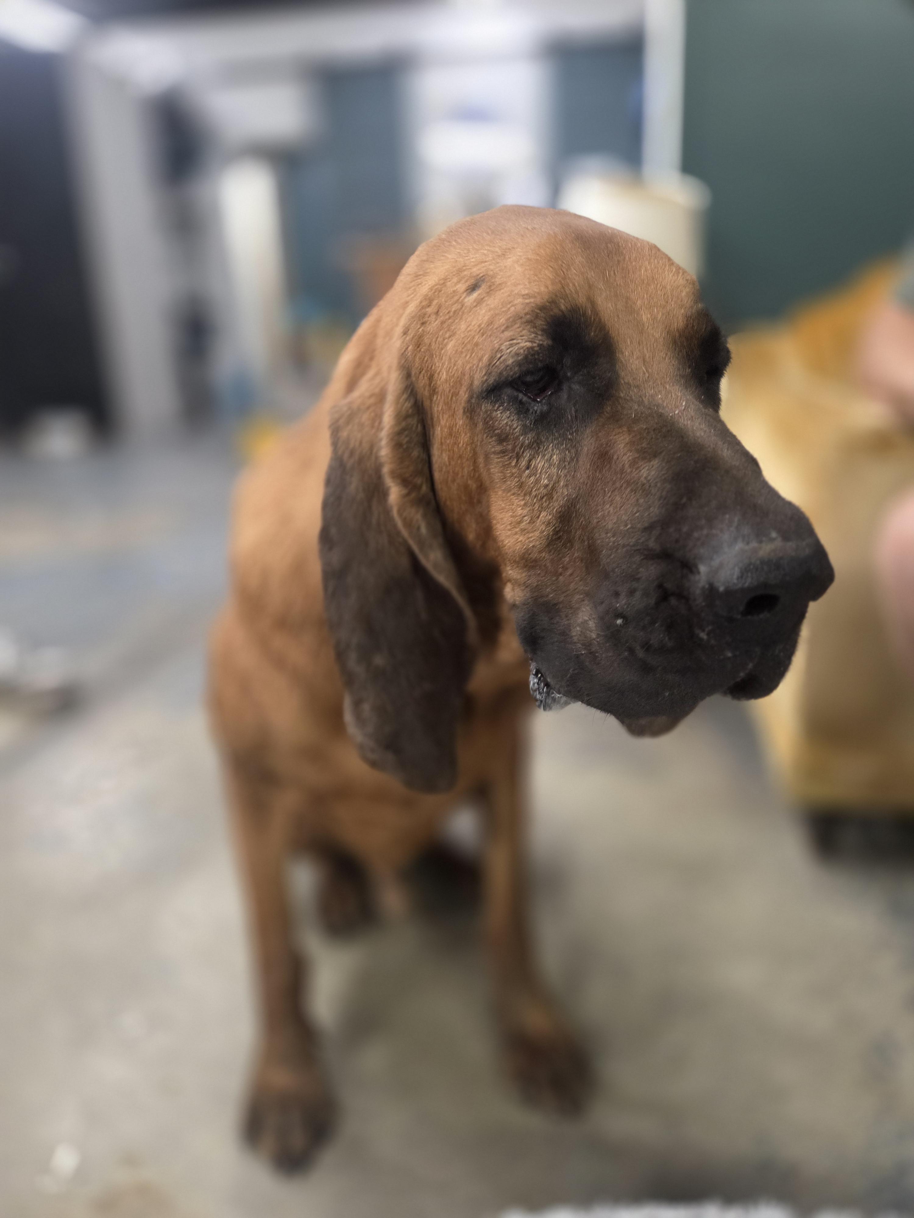Enlarge Whiskey, a Adoptable Bloodhound in TULSA, OK image 3/6