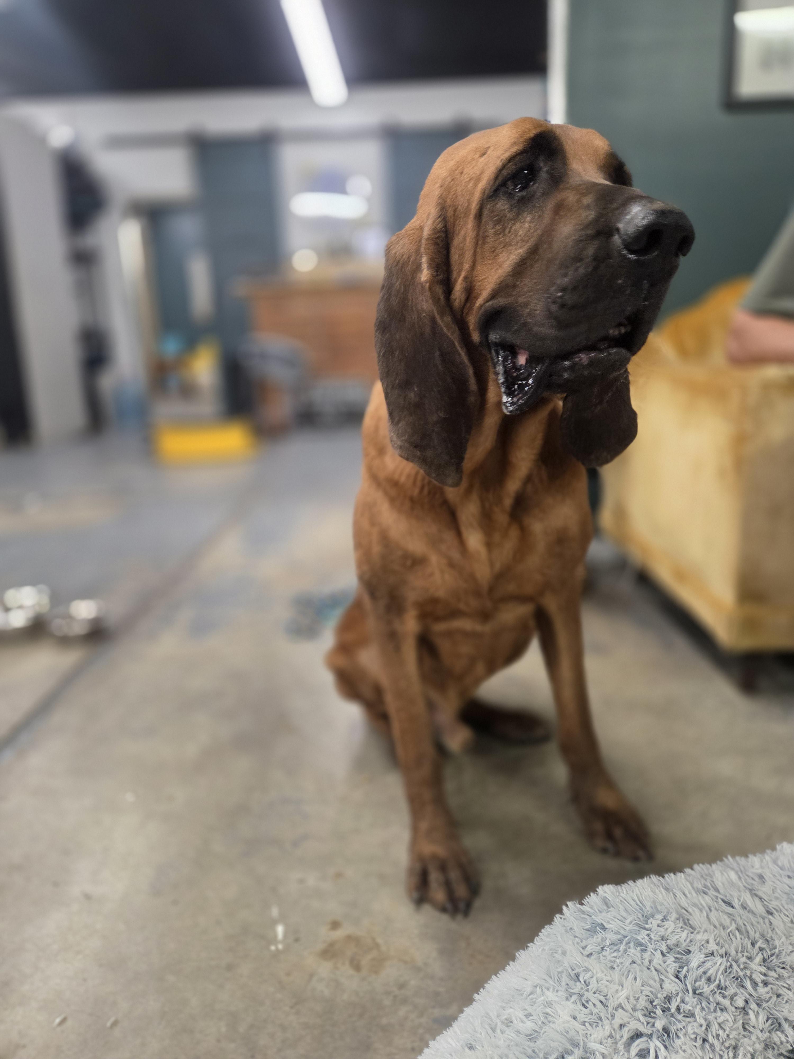 Enlarge Whiskey, a Adoptable Bloodhound in TULSA, OK image 5/6