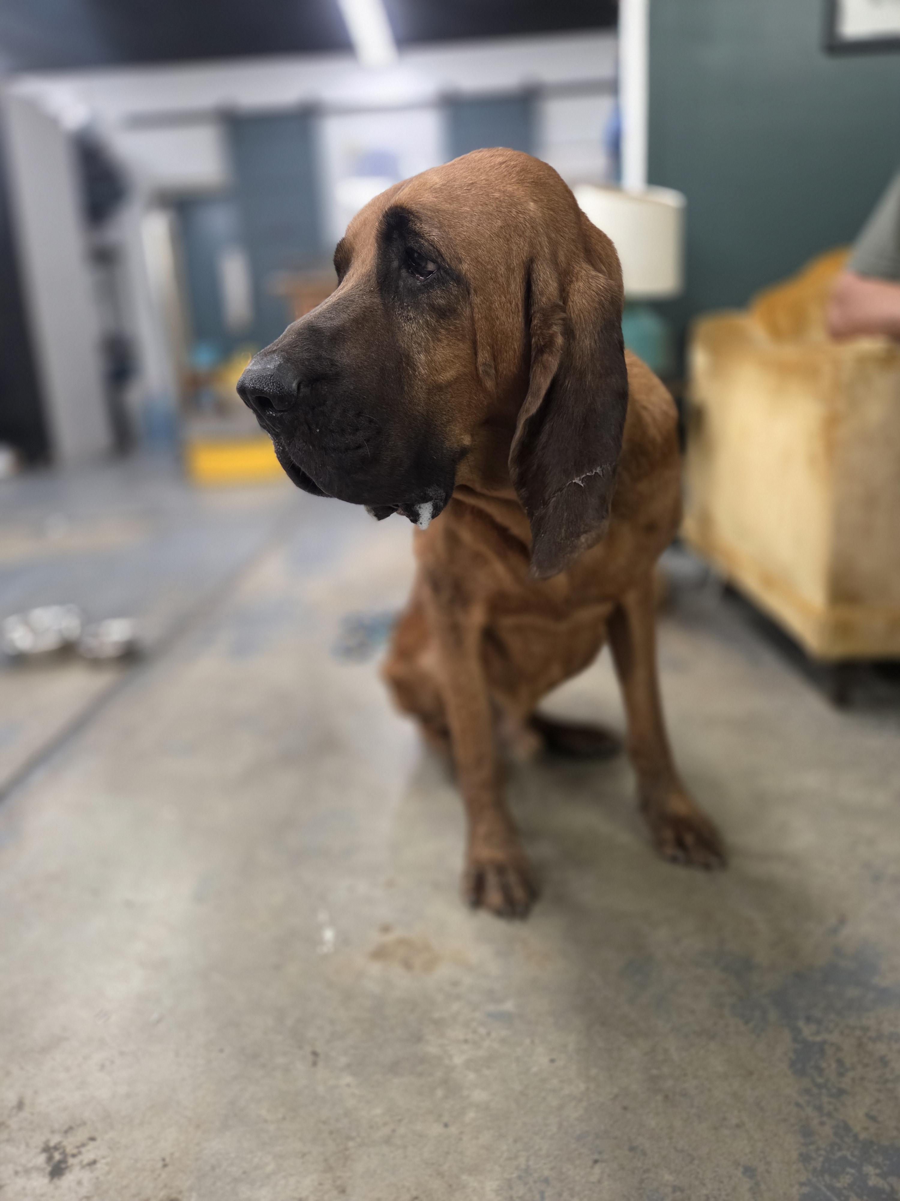 Enlarge Whiskey, a Adoptable Bloodhound in TULSA, OK image 6/6