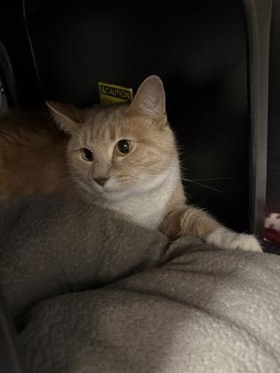 Miuse, a Adoptable mixed breed in Shawano, WI image 1/2