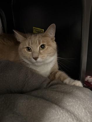 Miuse, a Adoptable mixed breed in Shawano, WI image 2/2