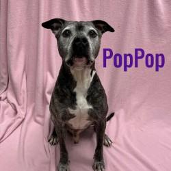 Pop Pop