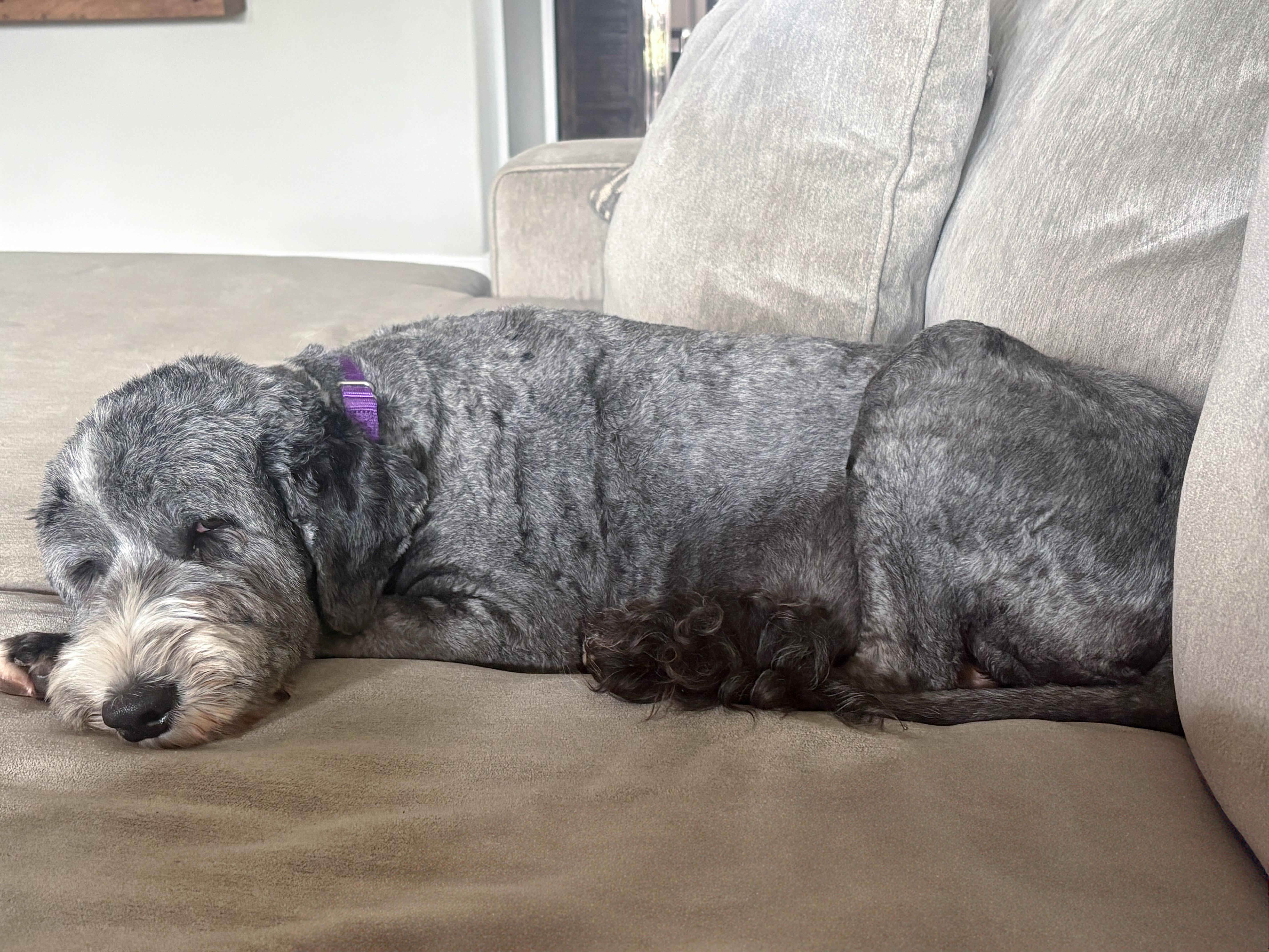 Enlarge Maggie, an adopted Sheepadoodle in Buffalo, NY image 5/6