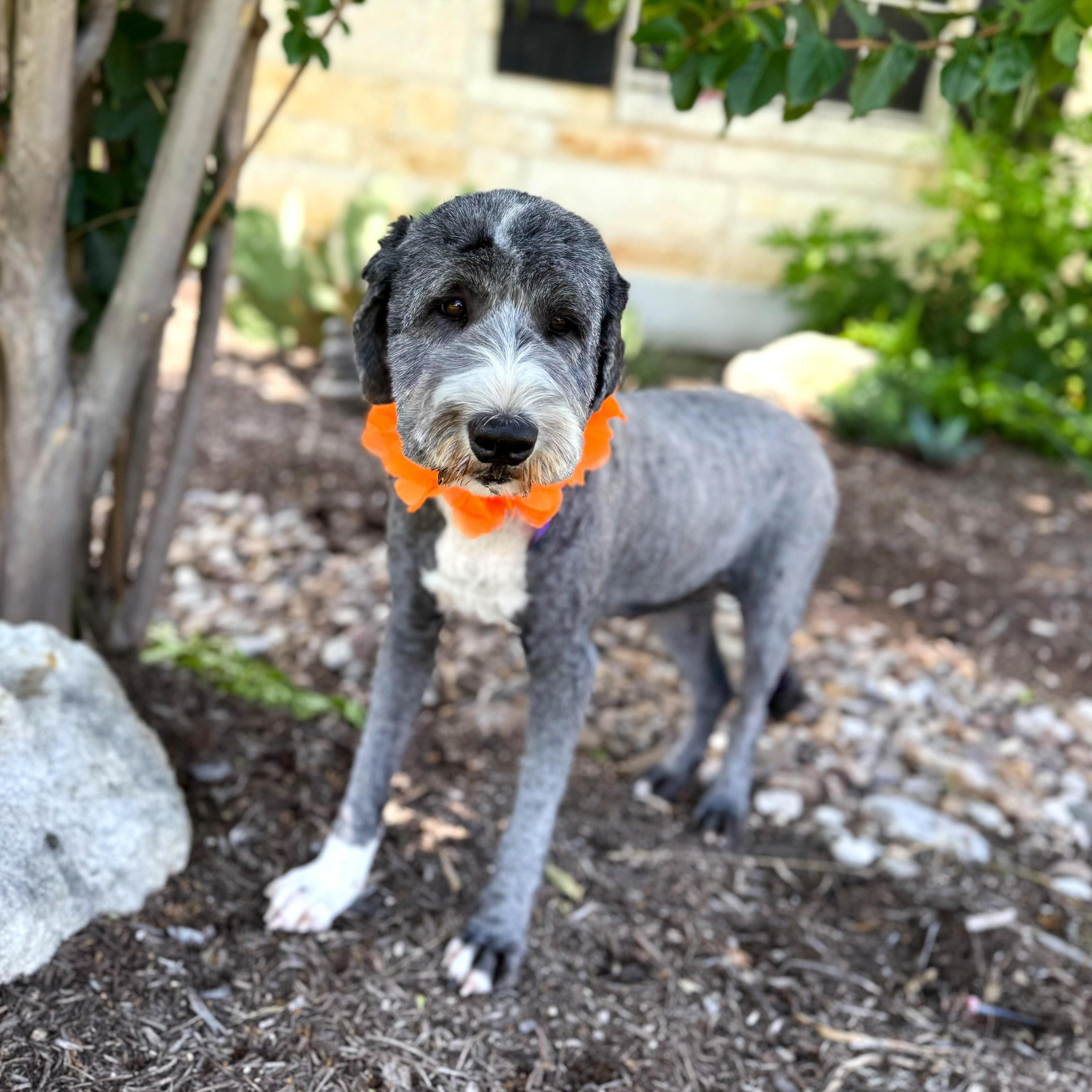 Enlarge Maggie, an adopted Sheepadoodle in Buffalo, NY image 4/6