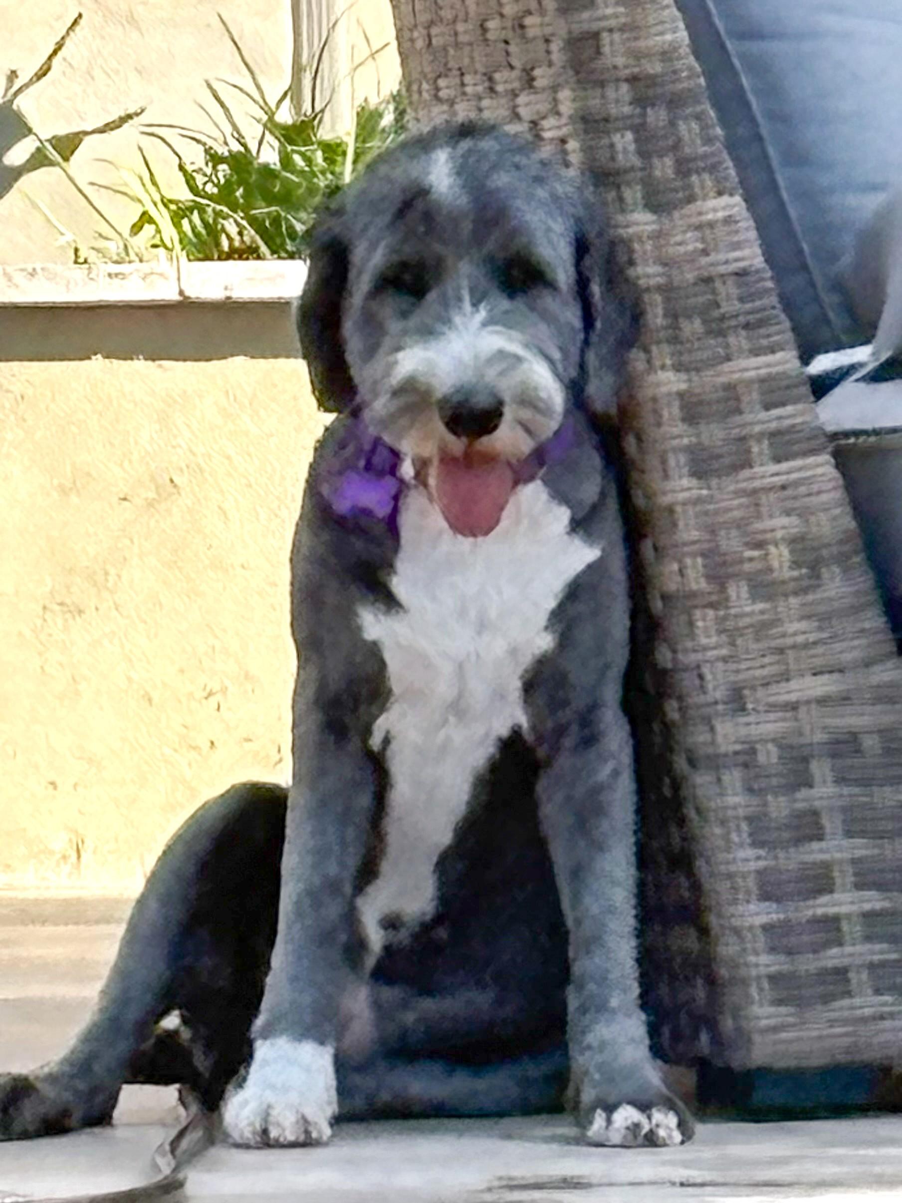 Enlarge Maggie, an adopted Sheepadoodle in Buffalo, NY image 6/6