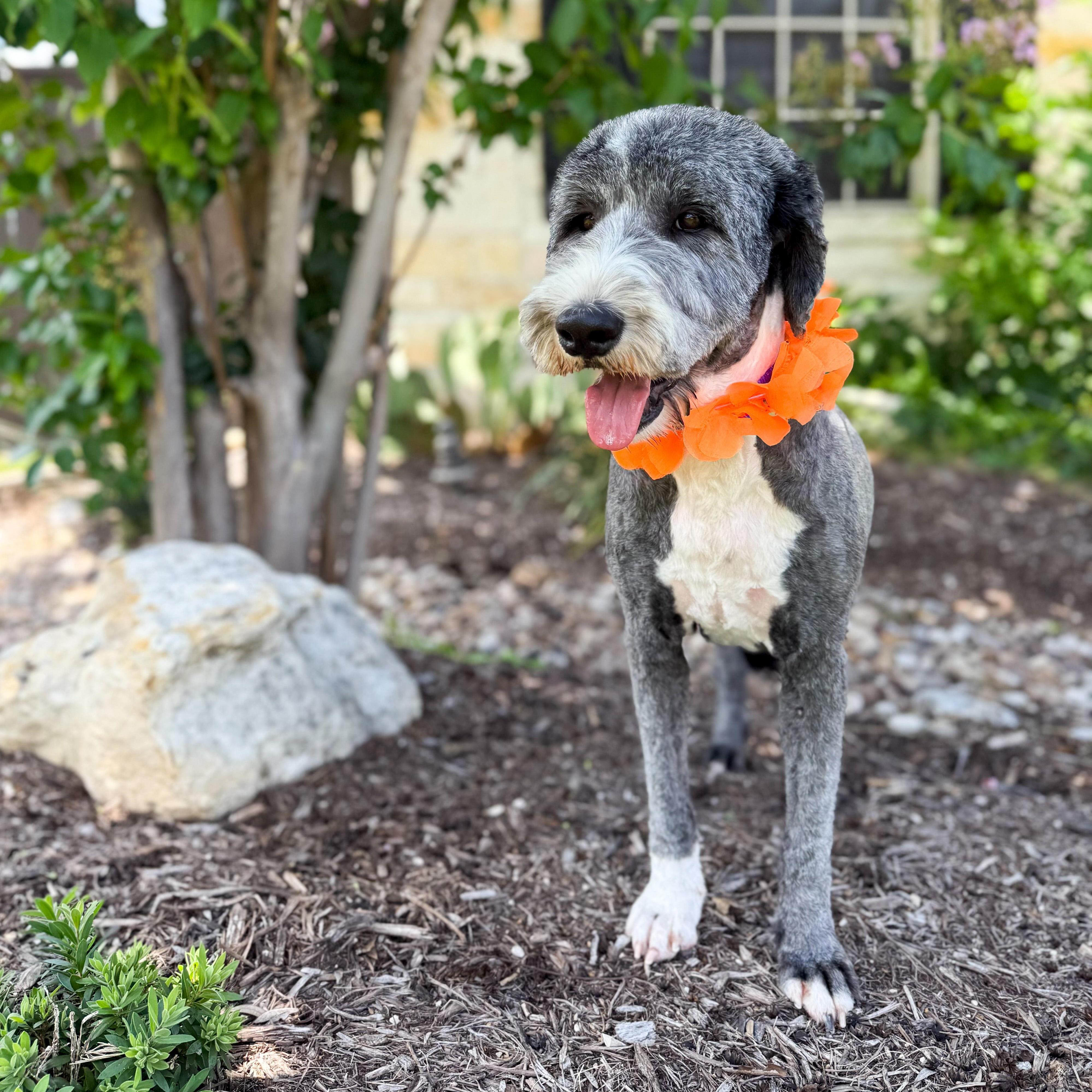 Enlarge Maggie, an adopted Sheepadoodle in Buffalo, NY image 1/6