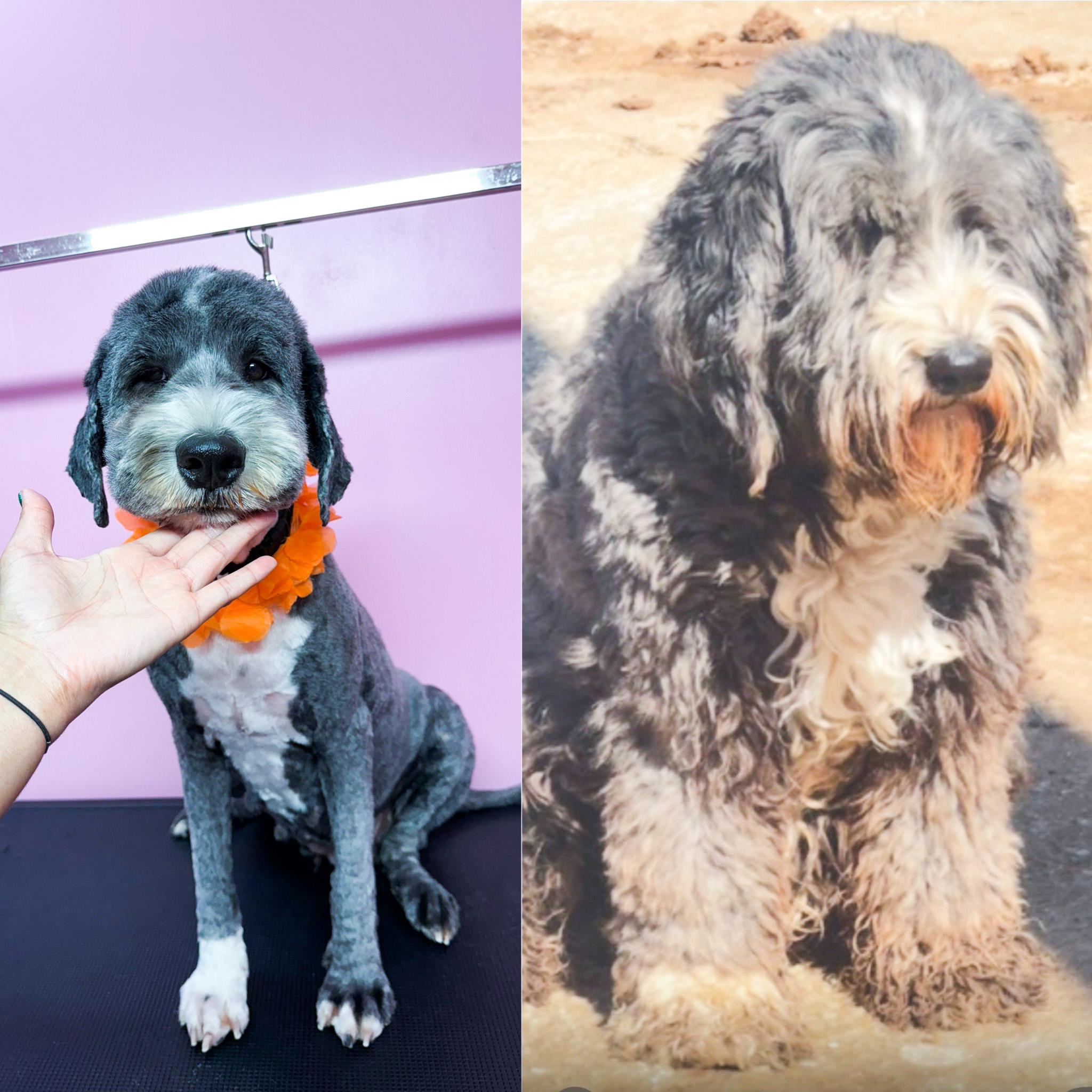 Enlarge Maggie, an adopted Sheepadoodle in Buffalo, NY image 2/6
