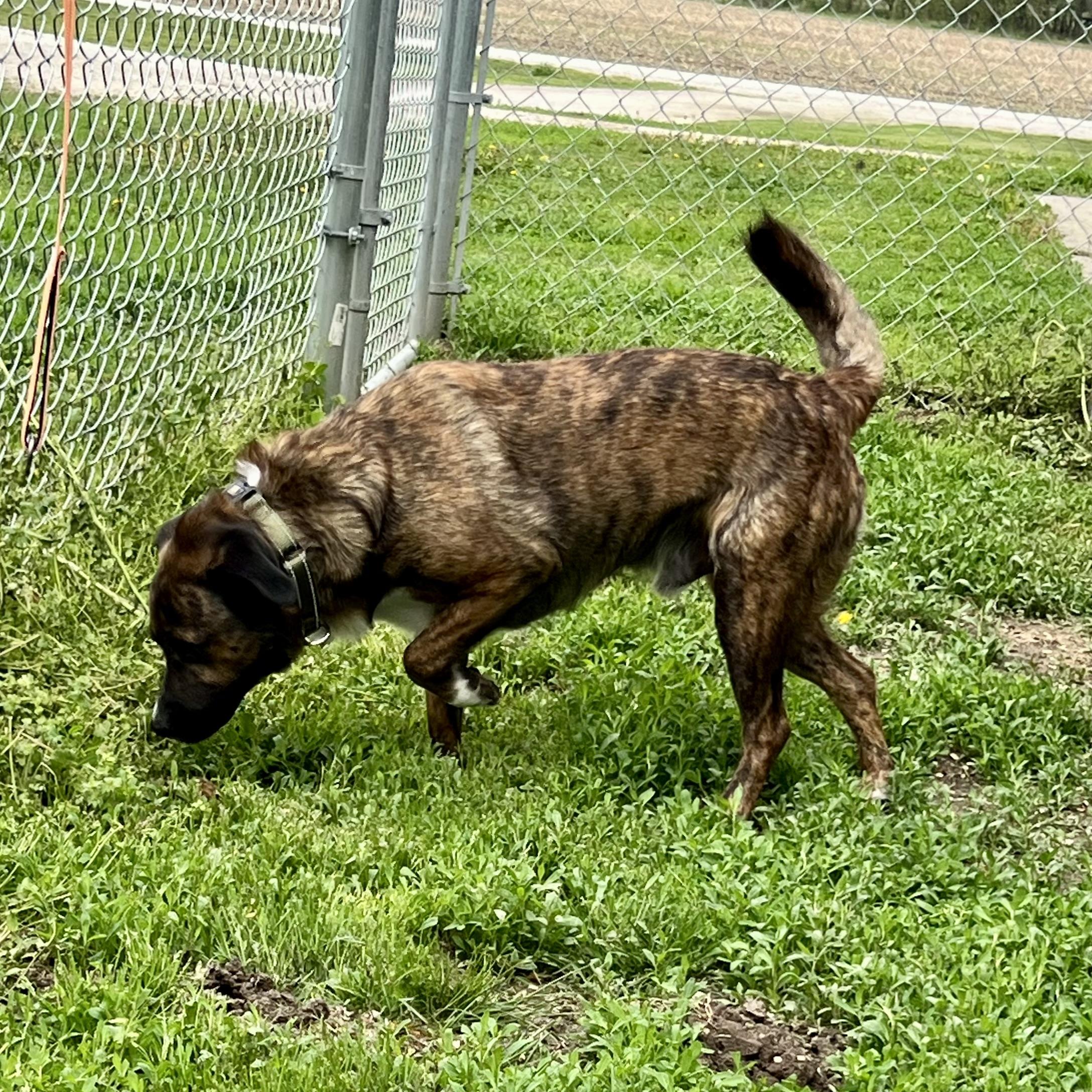 Gibbous, a Adoptable mixed breed in Albany, MO image 2/6