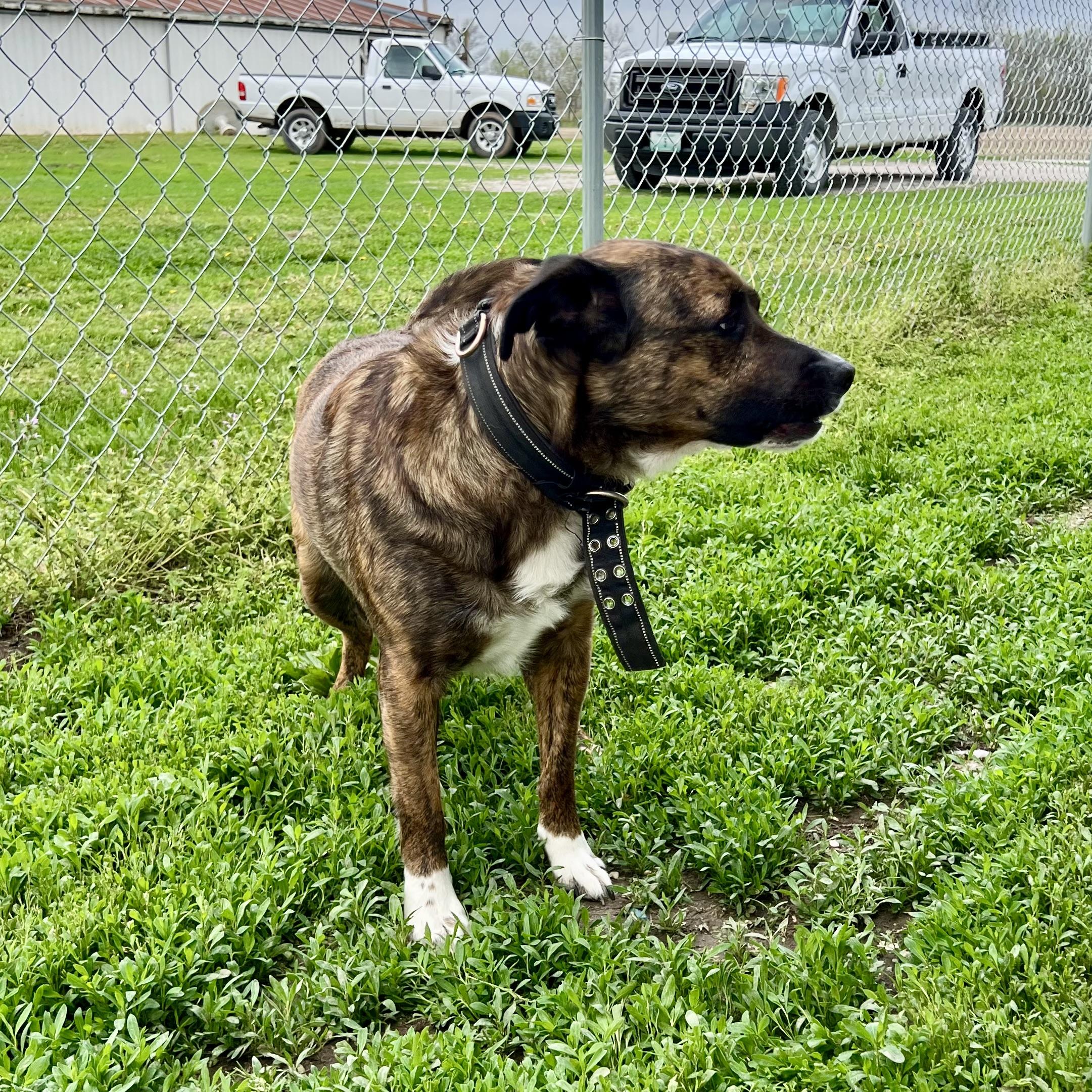 Gibbous, a Adoptable mixed breed in Albany, MO image 3/6