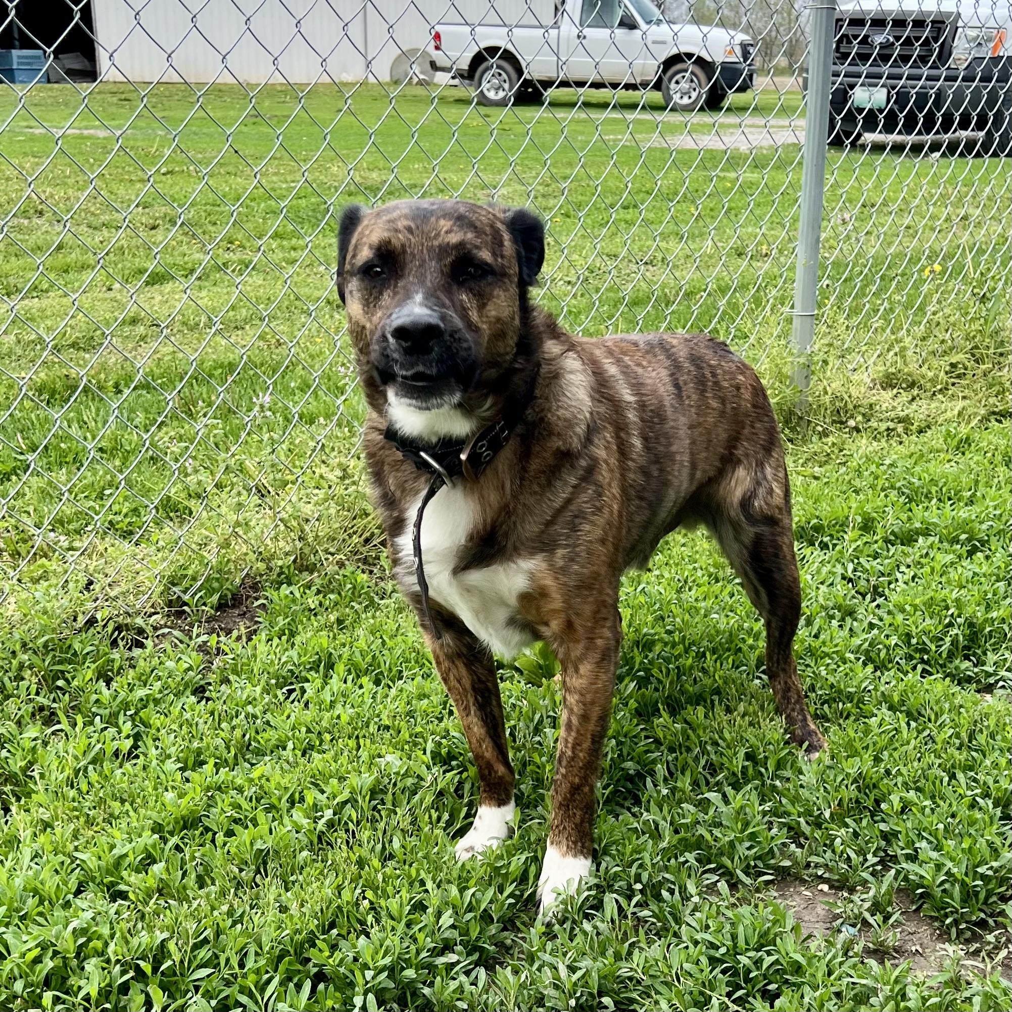 Gibbous, a Adoptable mixed breed in Albany, MO image 1/6