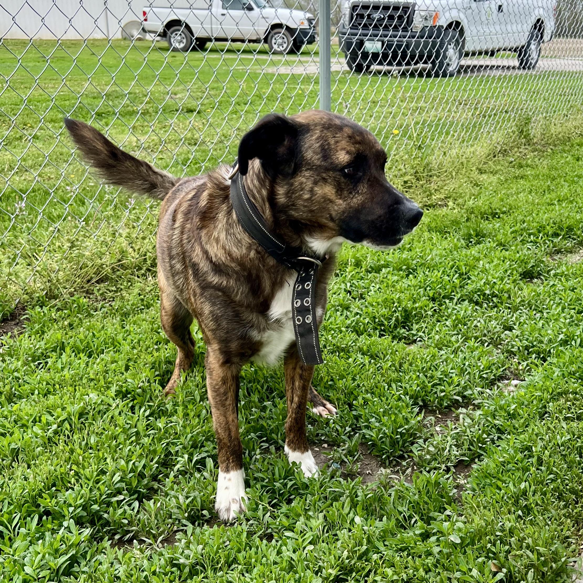 Gibbous, a Adoptable mixed breed in Albany, MO image 5/6