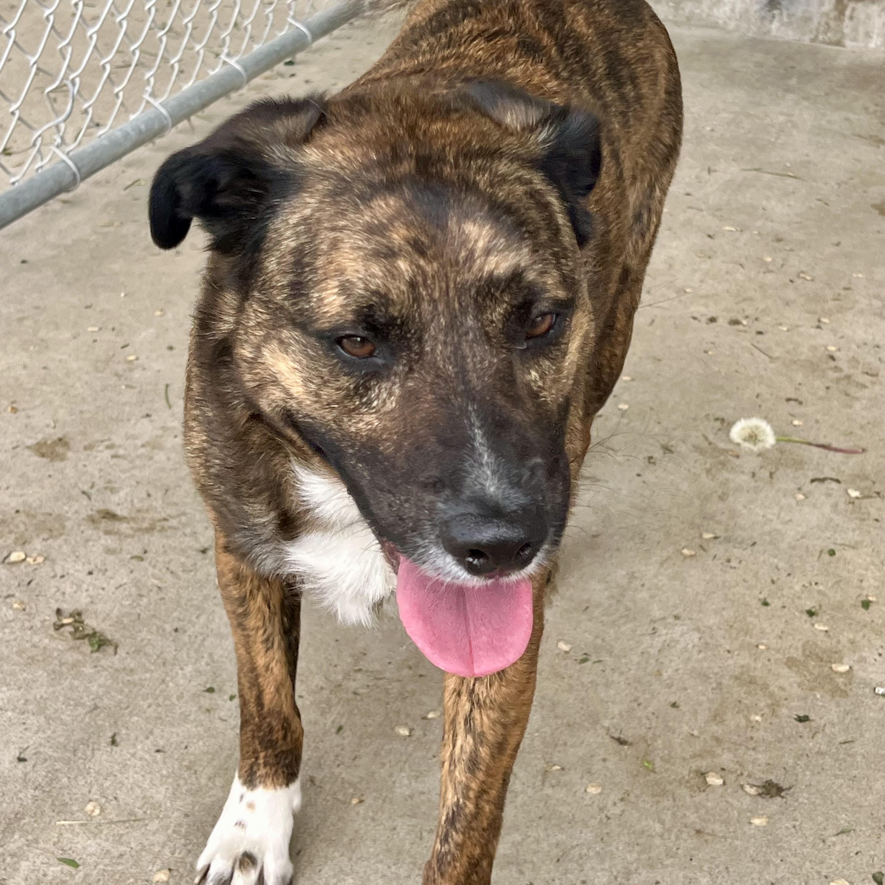 Gibbous, a Adoptable mixed breed in Albany, MO image 6/6