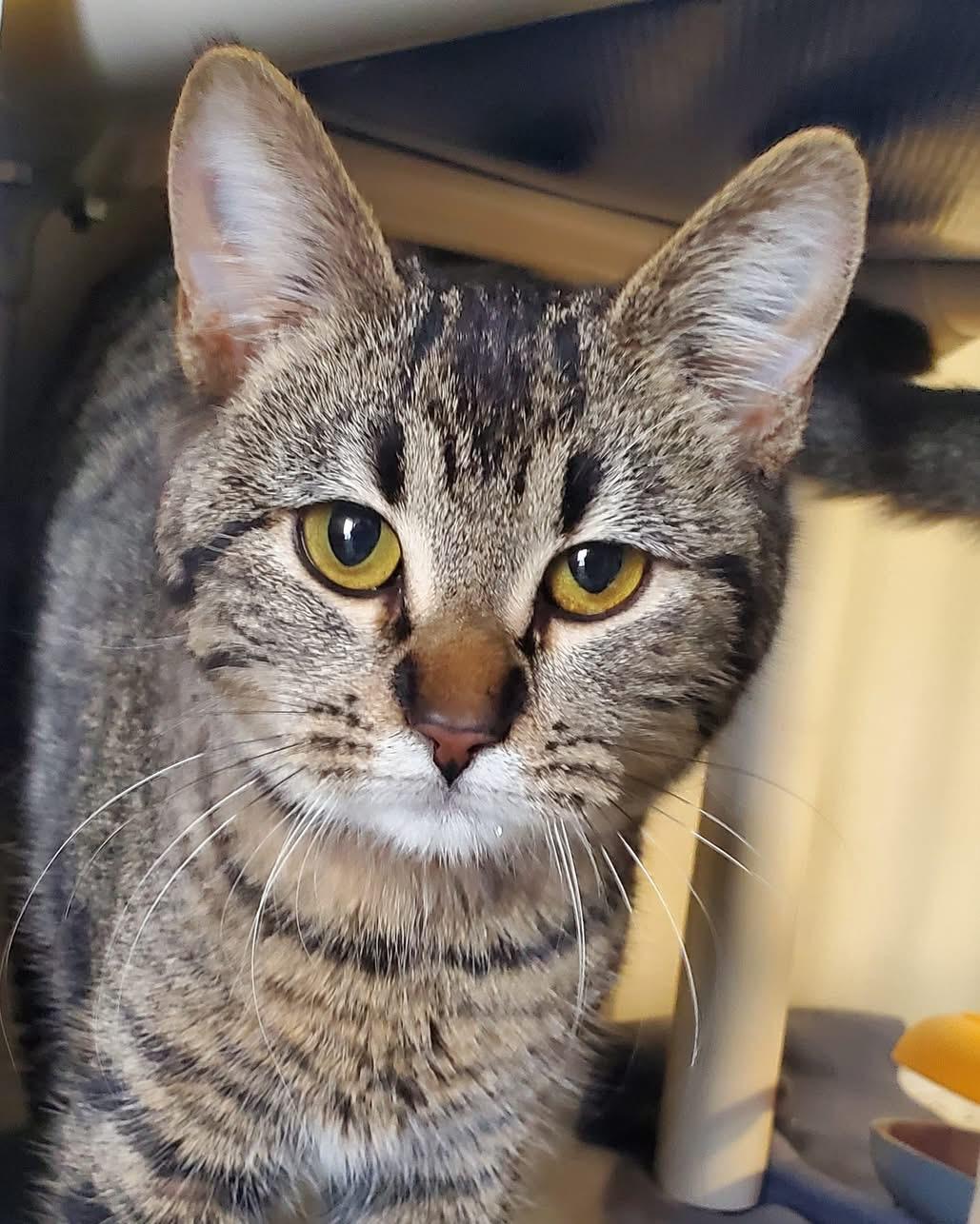 Enlarge Tenille, a Adoptable Domestic Short Hair in Hutchinson, MN image 1/3