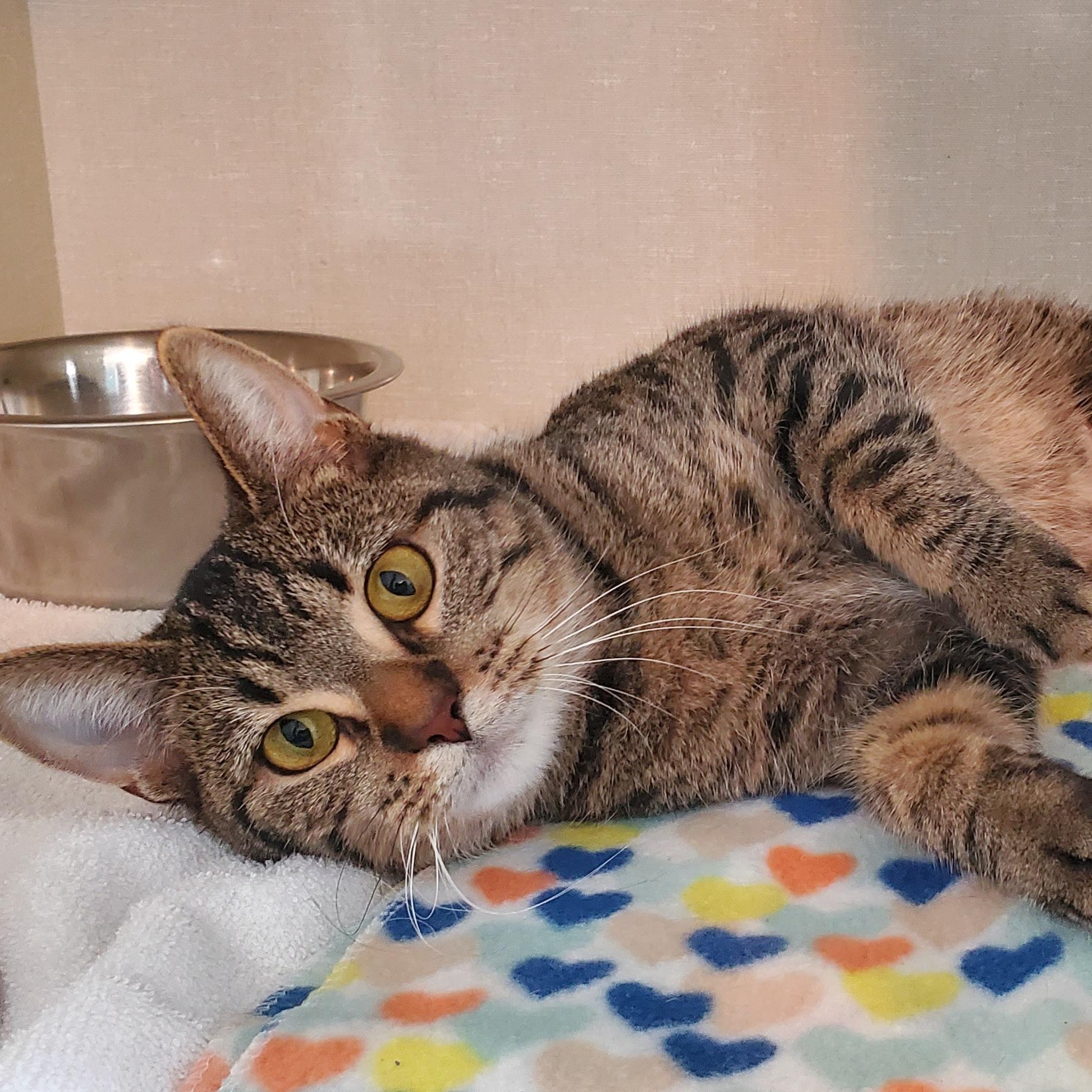 Enlarge Tenille, a Adoptable Domestic Short Hair in Hutchinson, MN image 2/3