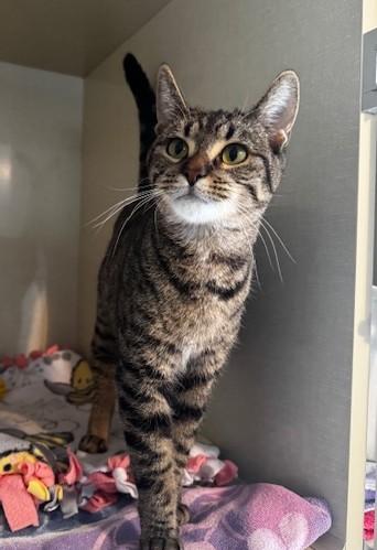 Enlarge Tenille, a Adoptable Domestic Short Hair in Hutchinson, MN image 3/3