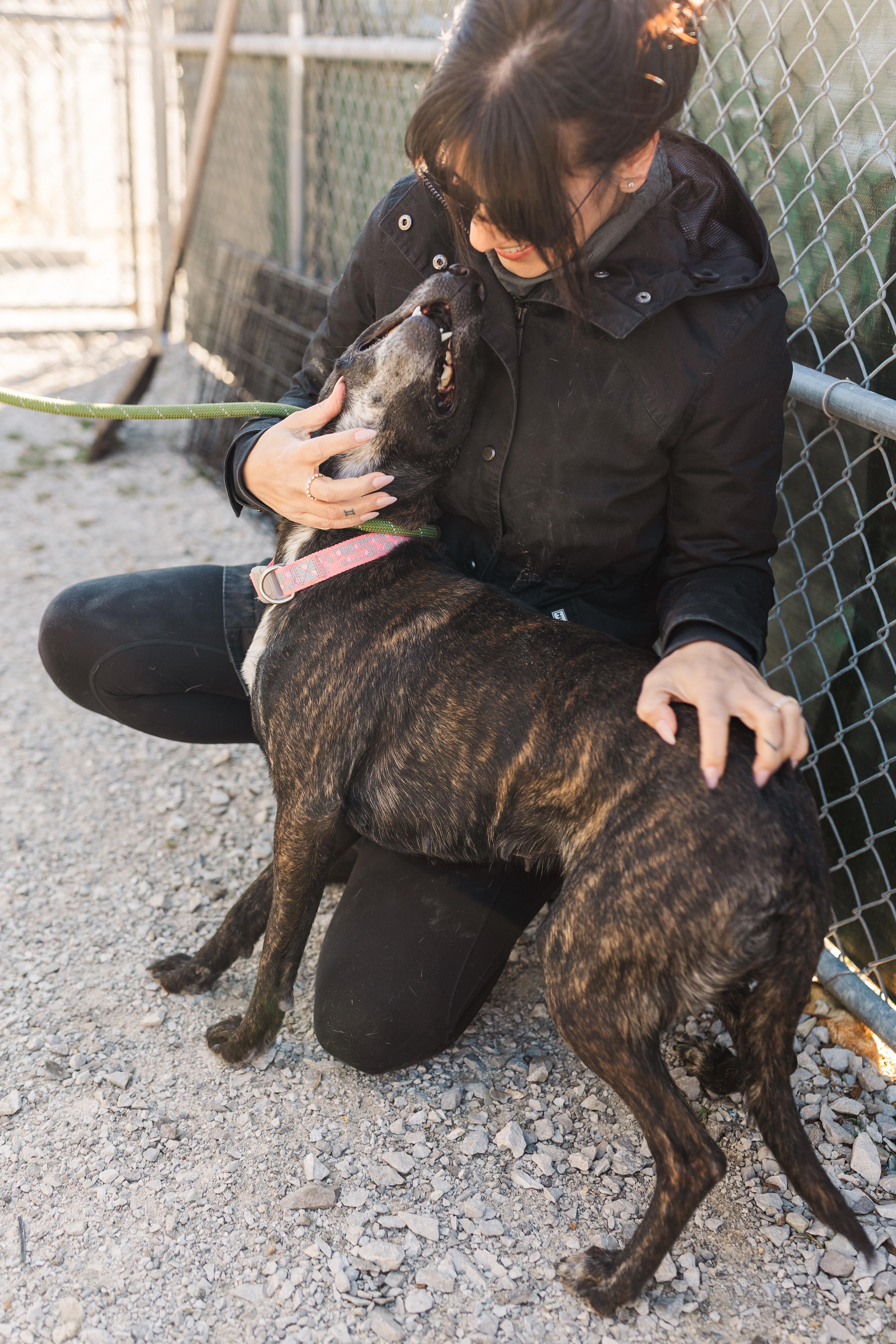 Enlarge Coco, a Adoptable mixed breed in Manchester, TN image 2/3