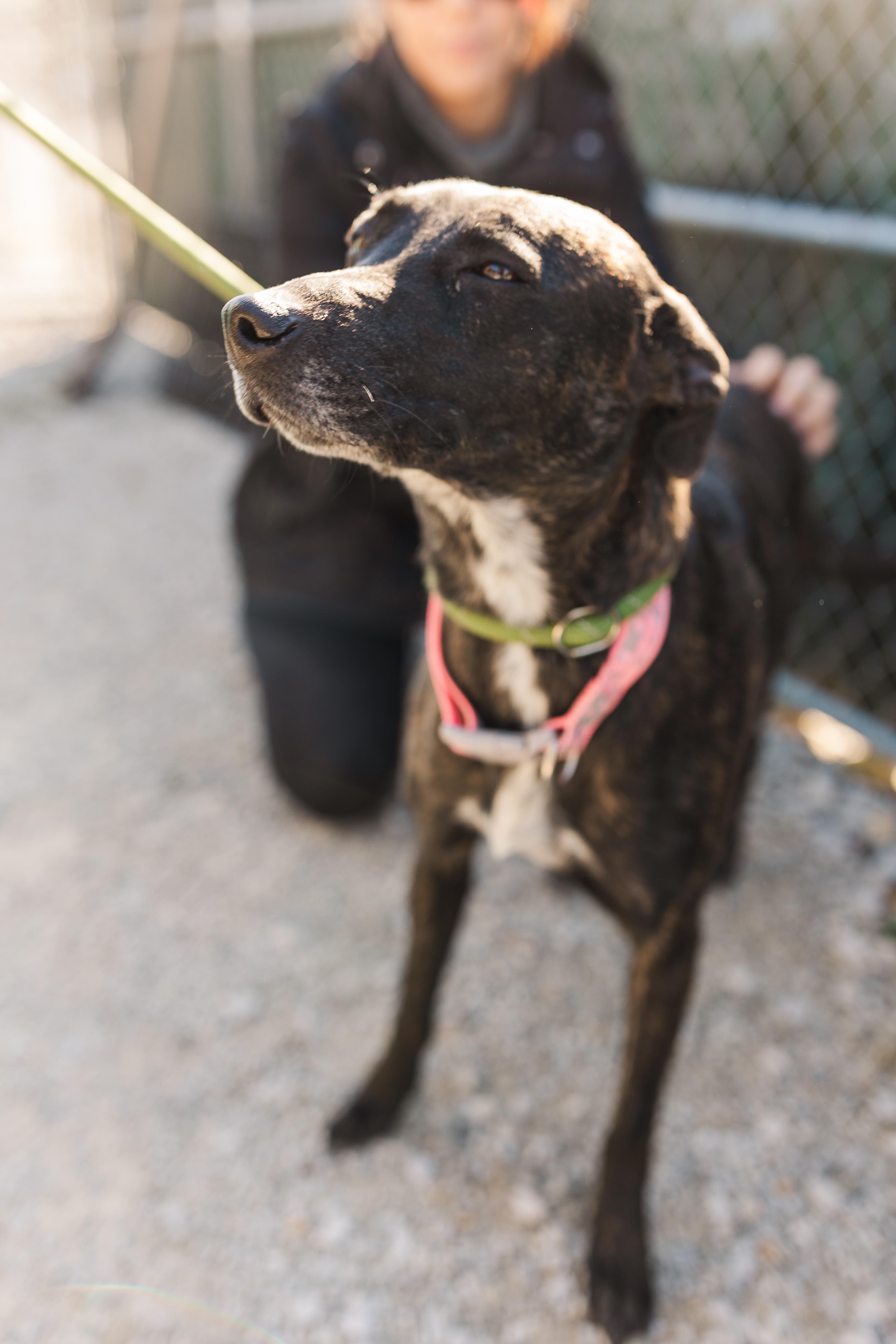 Enlarge Coco, a Adoptable mixed breed in Manchester, TN image 1/3