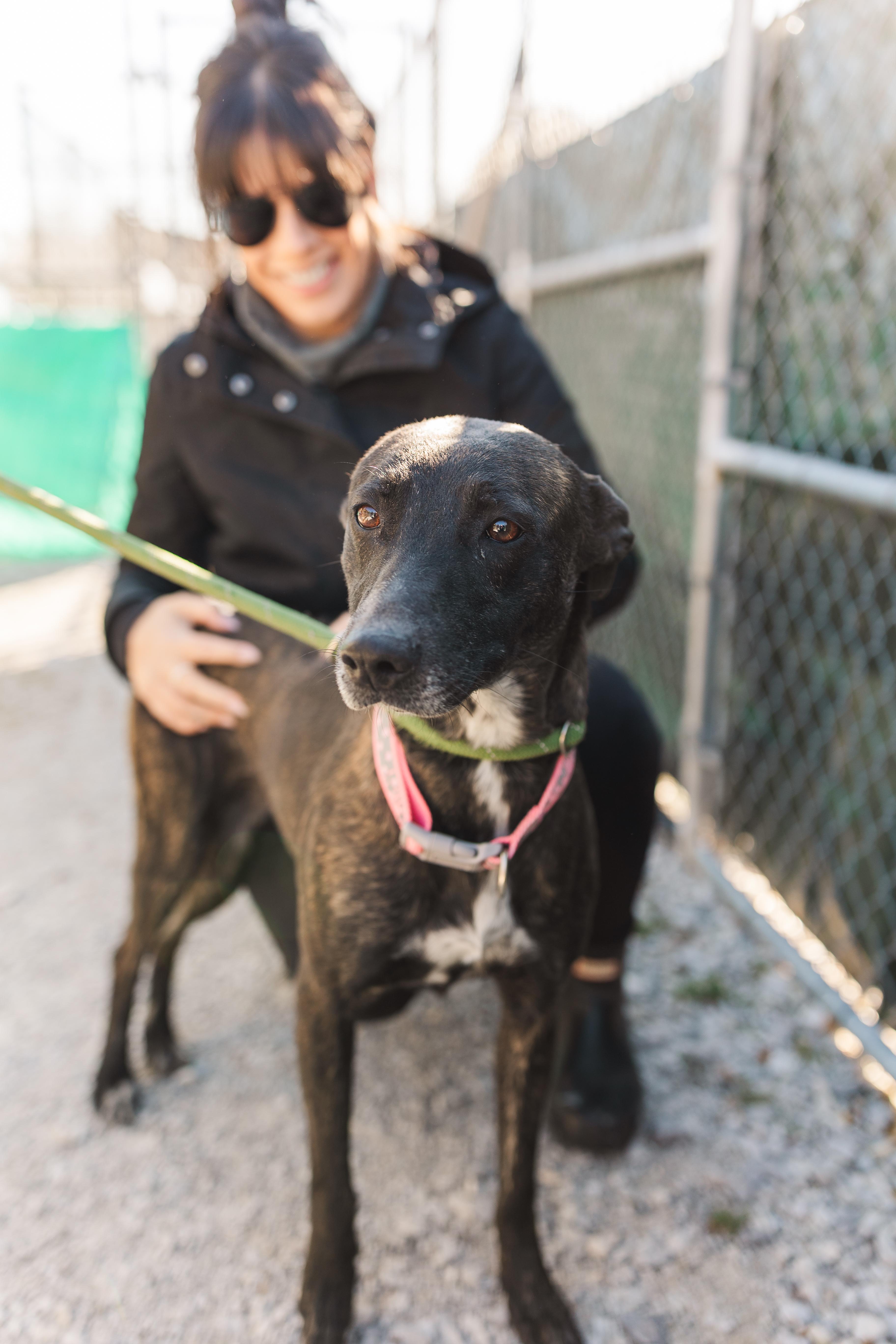 Enlarge Coco, a Adoptable mixed breed in Manchester, TN image 3/3