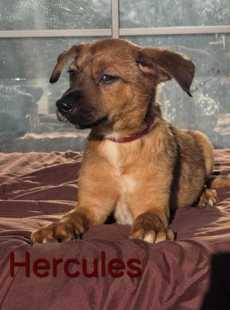Hercules thumbnail 3