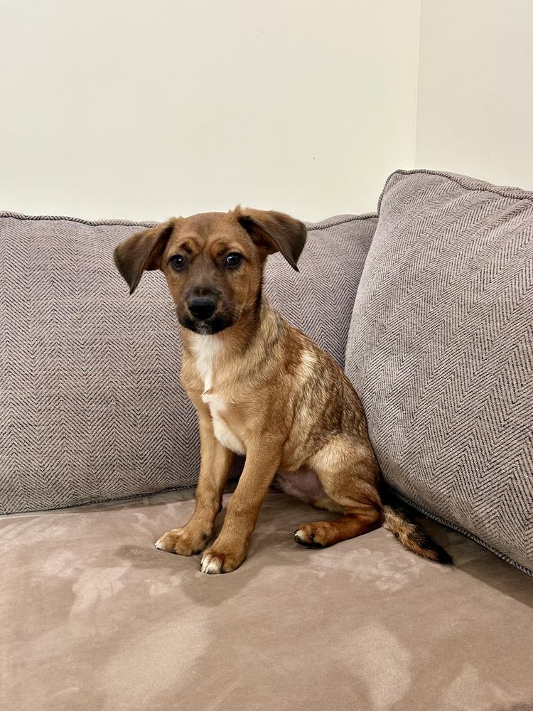 Hercules thumbnail 5