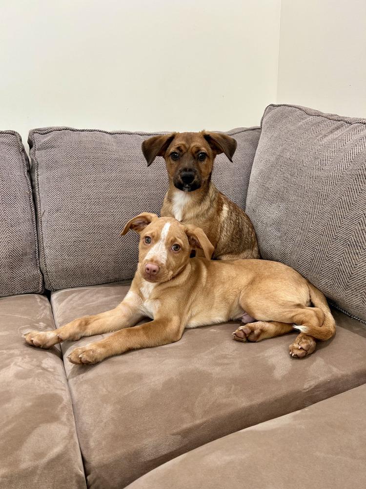 Hercules thumbnail 6