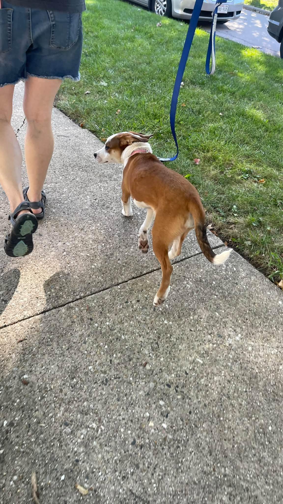 Enlarge Faith, a Adoptable mixed breed in Clinton, WI image 3/6