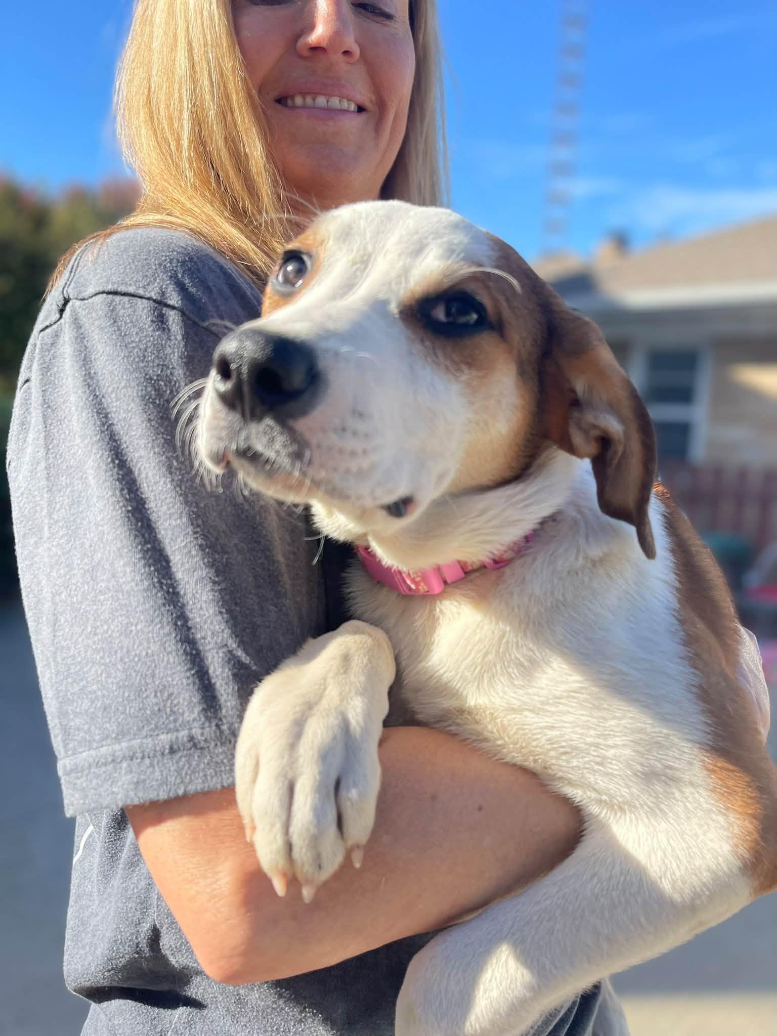 Faith, Adoptable, Puppy Female Great Pyrenees & Australian Shepherd.