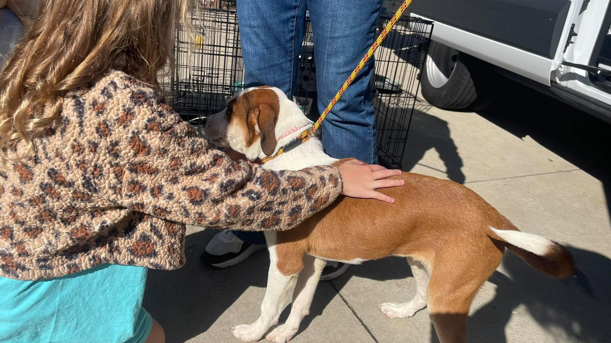 Enlarge Faith, a Adoptable mixed breed in Clinton, WI image 5/6
