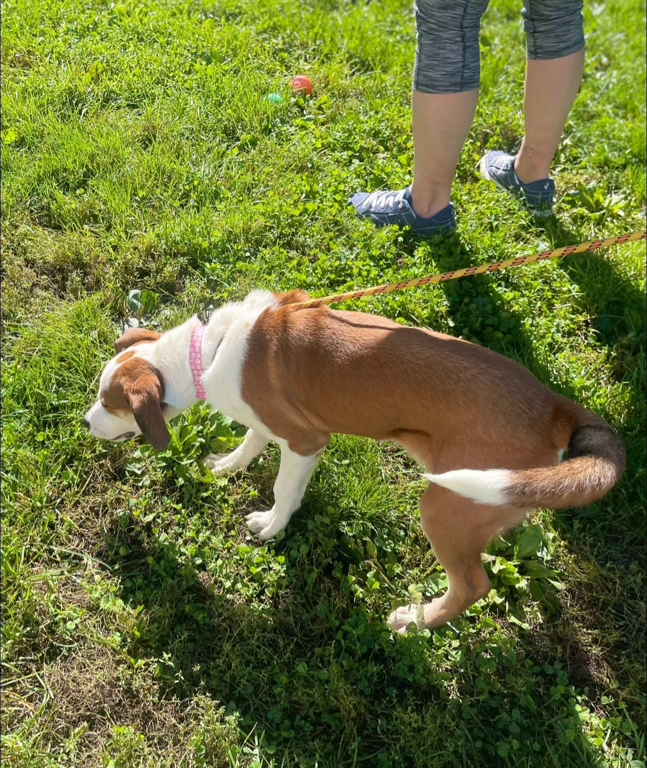 Enlarge Faith, a Adoptable mixed breed in Clinton, WI image 4/6