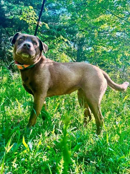 Juju or June, a ADOPTABLE mixed breed in Waverly, TN image 4/4