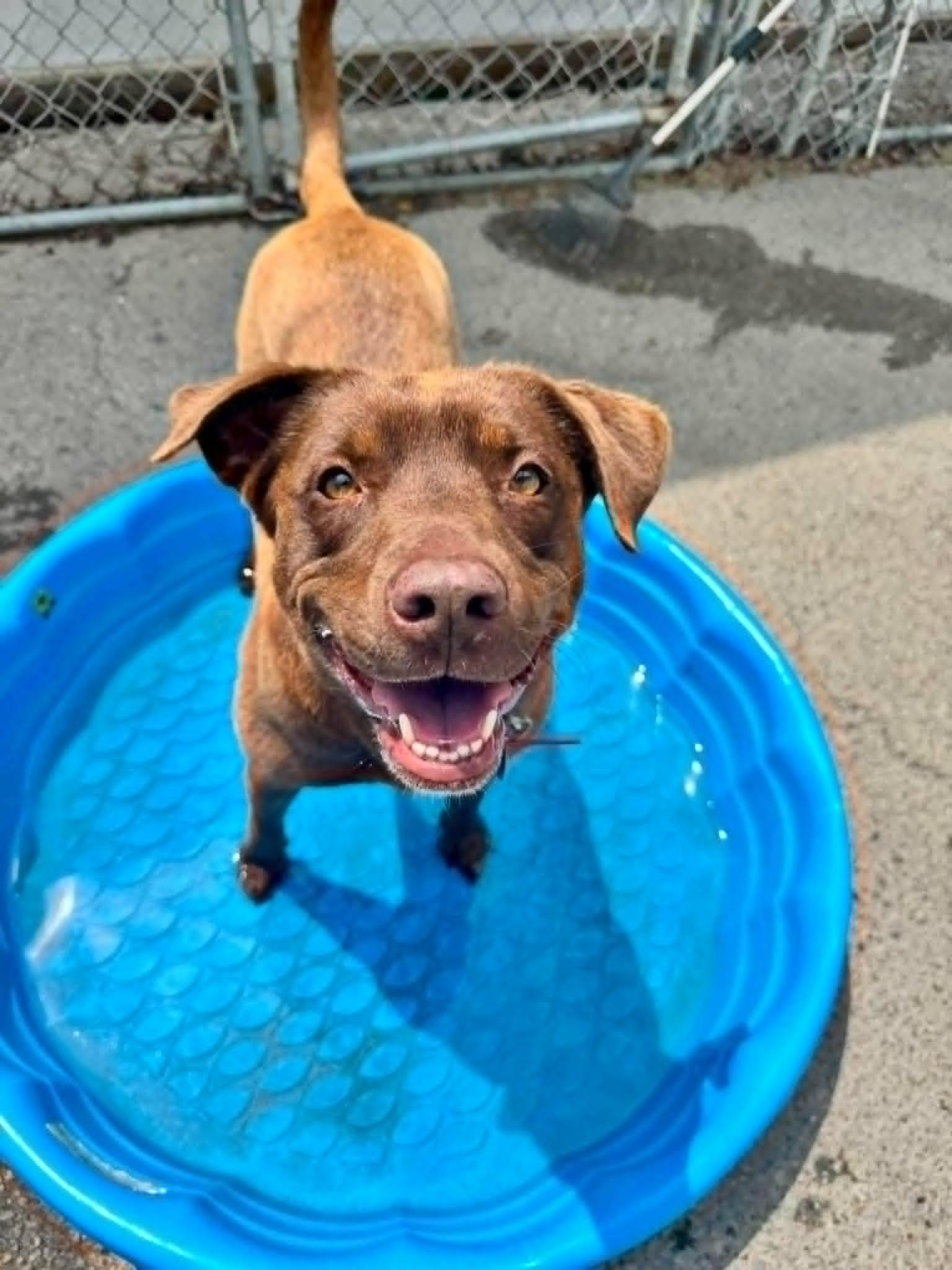 Juju or June, ADOPTABLE, Adult Female Chocolate Labrador Retriever & Border Collie.