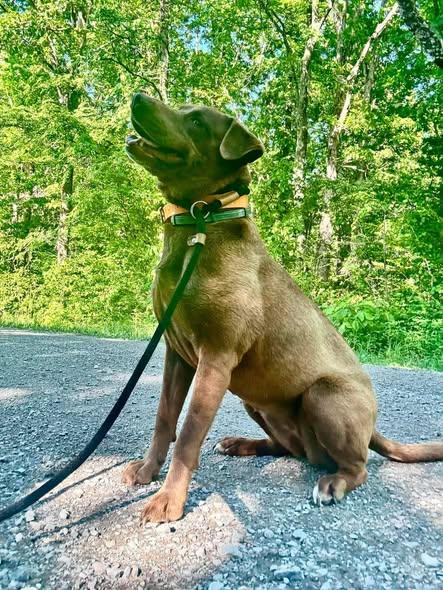 Juju or June, a ADOPTABLE mixed breed in Waverly, TN image 3/4