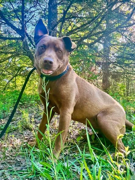 Juju or June, a ADOPTABLE mixed breed in Waverly, TN image 2/4