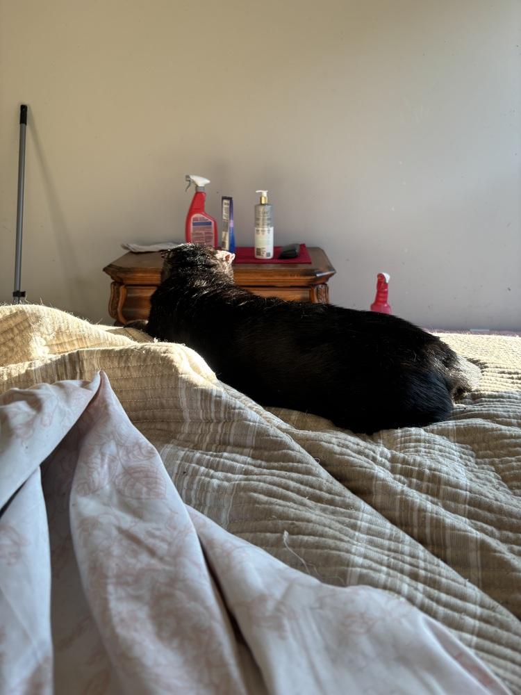 Zorro, Adoptable, Adult Male Domestic Short Hair.