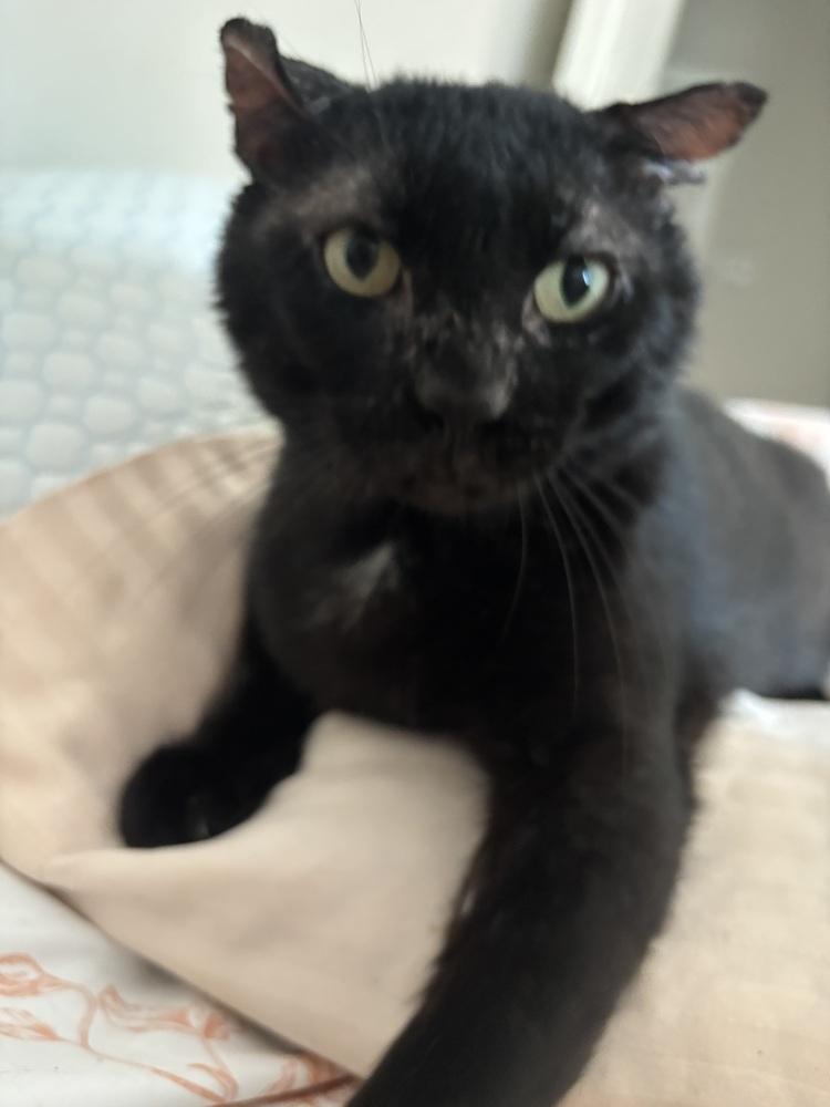 Enlarge Zorro, a Adoptable Domestic Short Hair in Salisbury, NC image 2/6