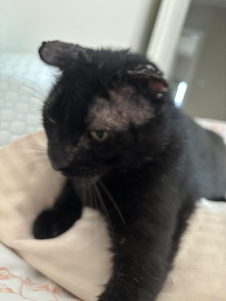 Enlarge Zorro, a Adoptable Domestic Short Hair in Salisbury, NC image 3/6