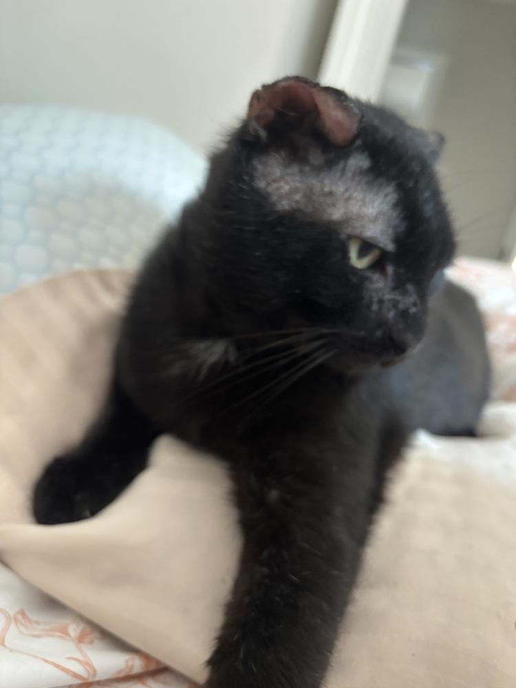 Enlarge Zorro, a Adoptable Domestic Short Hair in Salisbury, NC image 4/6