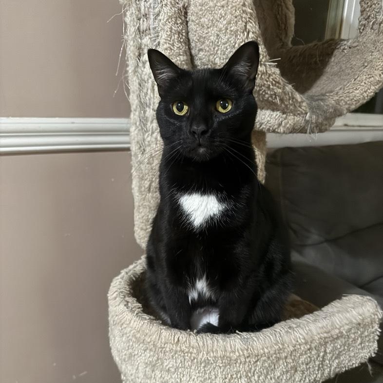 Brandy, Adoptable, Young Female Domestic Short Hair.