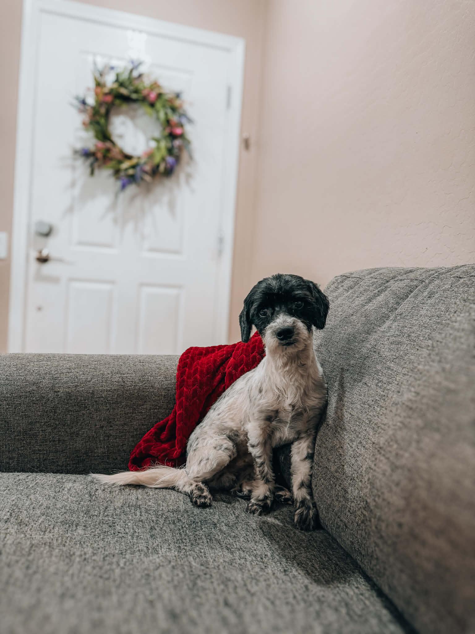 Enlarge Norman, a Adoptable Shih Tzu in Goodyear, AZ image 2/2