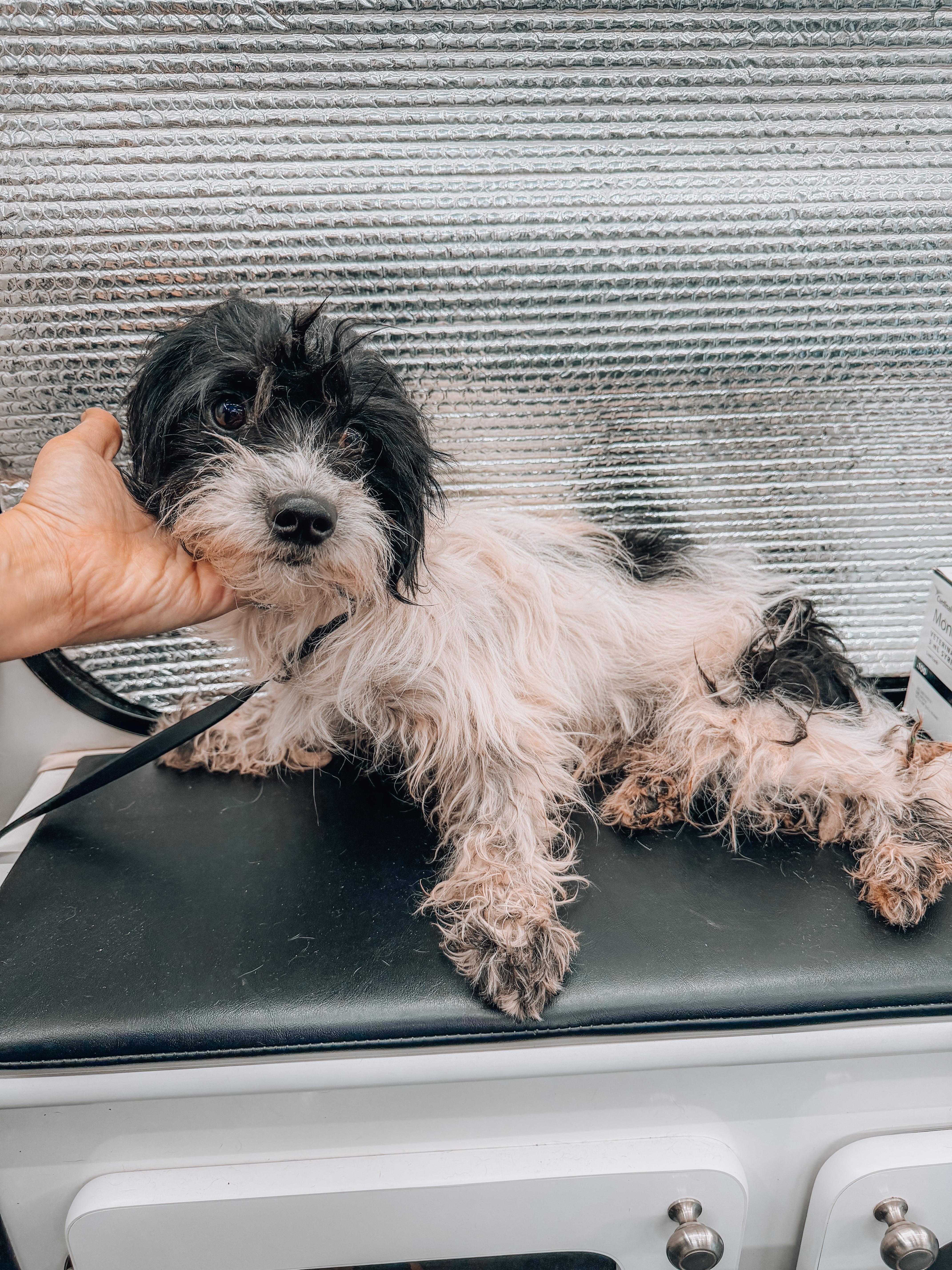 Enlarge Norman, a Adoptable Shih Tzu in Goodyear, AZ image 1/2