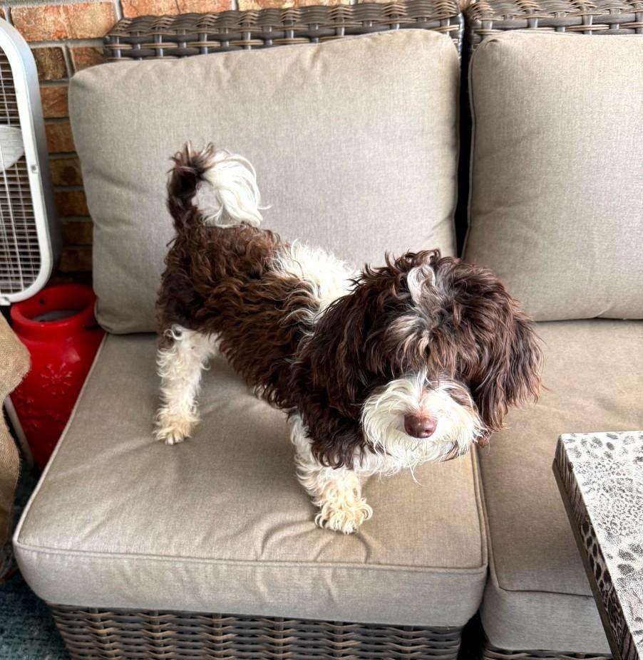 Willow, Adoptable, Young Female Havanese.