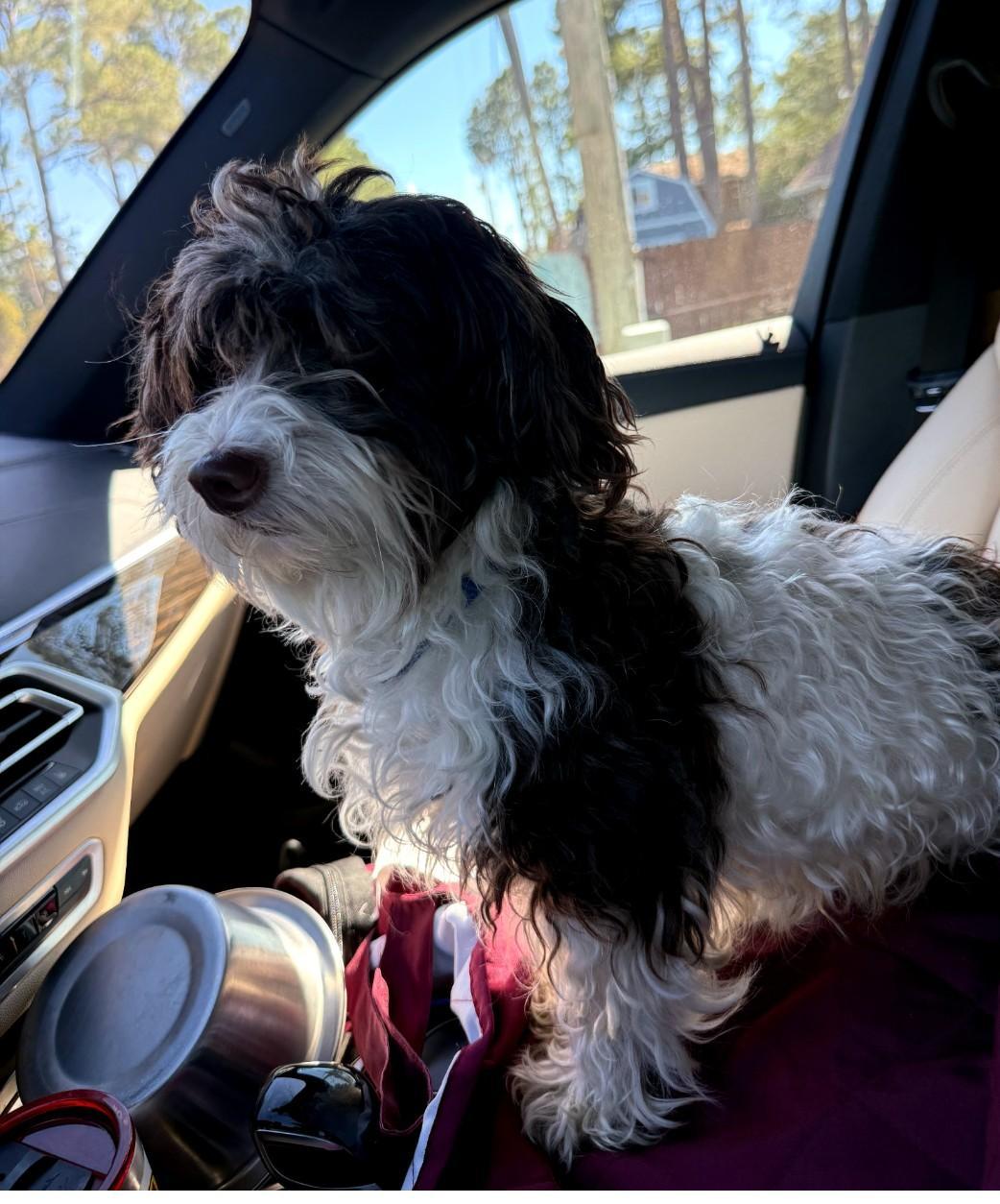 Enlarge Willow, a Adoptable Havanese in Mary Esther, FL image 2/2