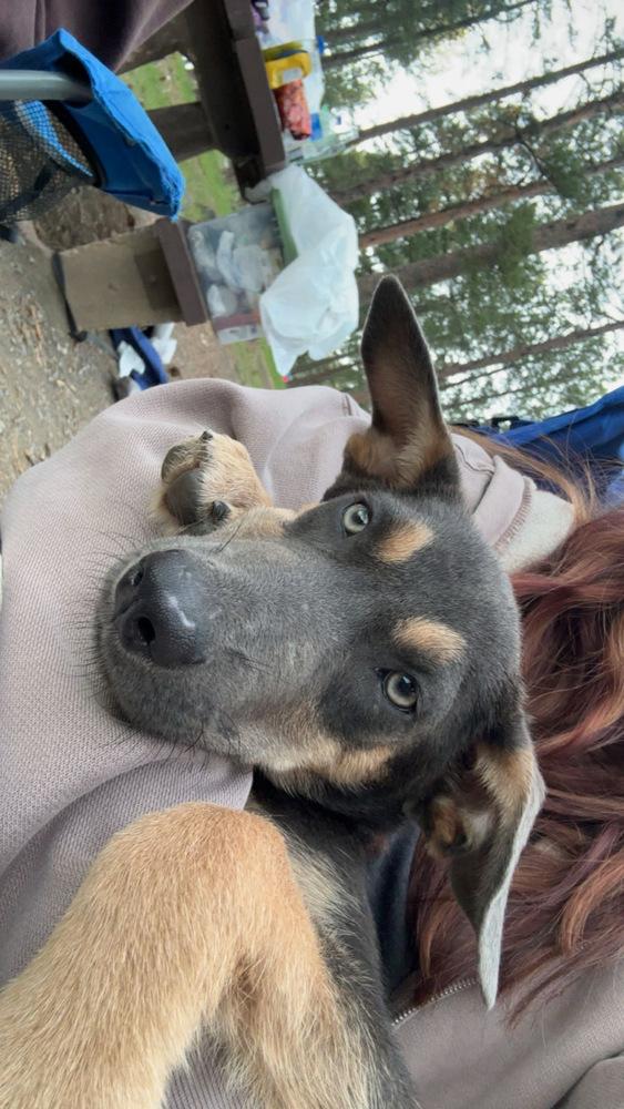 Braxton, Adoptable, Puppy Male Shepherd.
