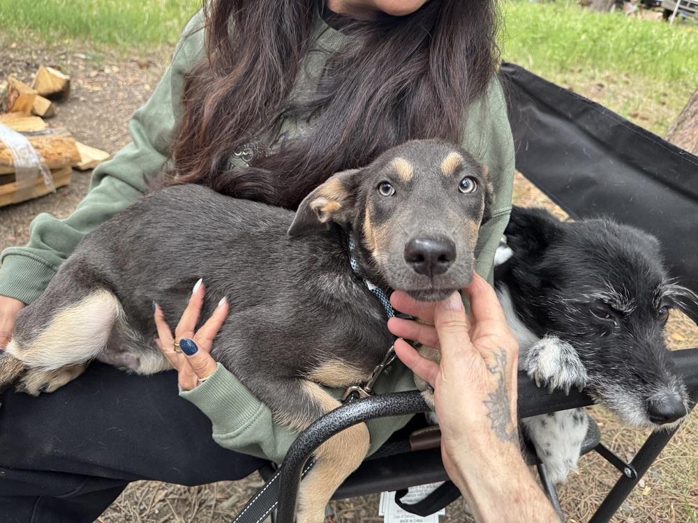 Braxton, a Adoptable mixed breed in Rapid City, SD image 2/6