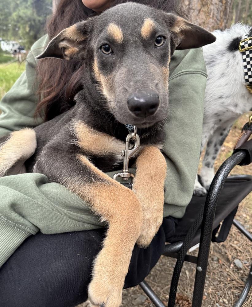 Braxton, a Adoptable mixed breed in Rapid City, SD image 3/6