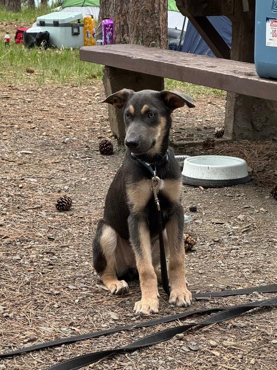 Braxton, a Adoptable mixed breed in Rapid City, SD image 4/6