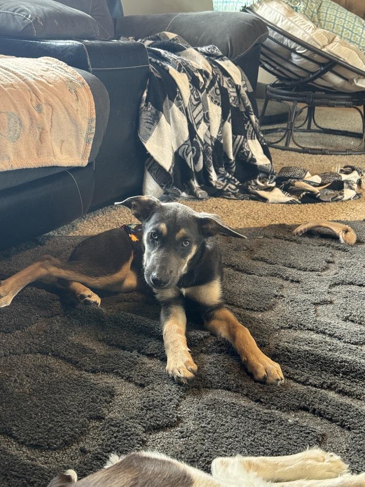 Braxton, a Adoptable mixed breed in Rapid City, SD image 5/6