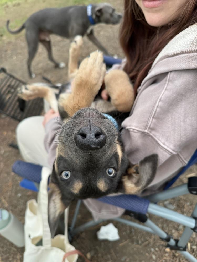 Braxton, a Adoptable mixed breed in Rapid City, SD image 6/6